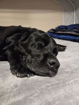 Customer-submitted photo of a black dog resting
