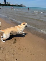 Customer-submitted photo of a dog running at the beach