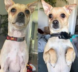 Customer-submitted side-by-side dog result