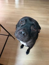 Customer-submitted portrait of a black dog
