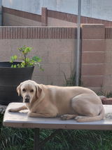 Customer-submitted photo of a Labrador resting outside