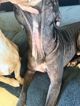 Customer-submitted photo showing a dog’s skin