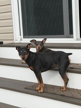 Customer-submitted photo of two small dogs